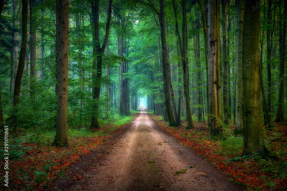 Fototapeta premium Forest road between old beech trees