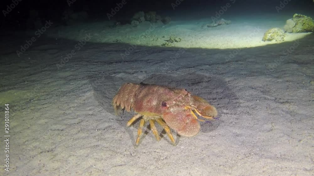 Mediterranean slipper lobster at night Mediterranean slipper lobster at night