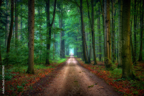 Forest road between old beech trees