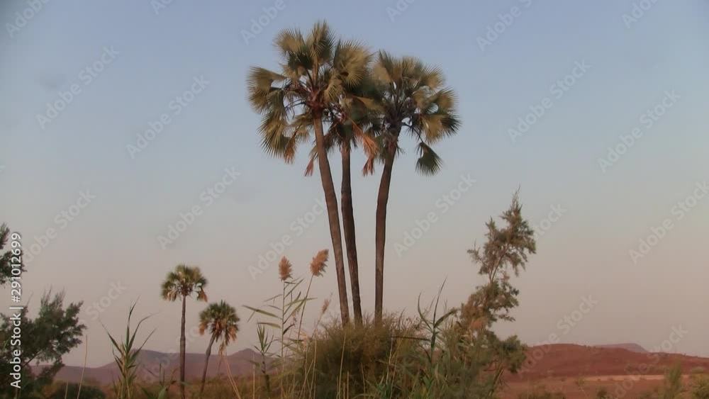Patch of Palm Three Trees in Palmwag, Namibia, Africa, in the Evening Patch of Palm Three Trees in Palmwag, Namibia, Africa, in the Evening