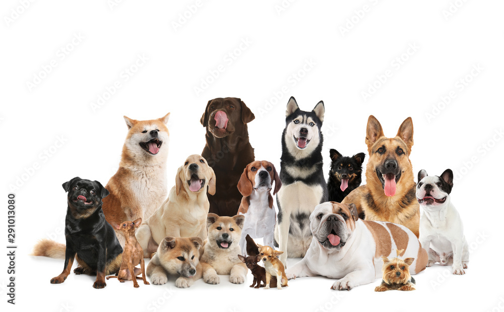 Obraz premium Yorkshire terrier isolated on white. Happy dog