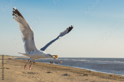 Seagull catches a piece of bread in flight. photo