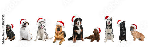 Photography Set of adorable dogs in Santa hats on white background