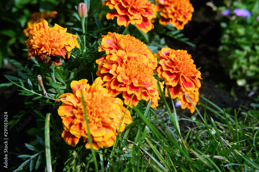 Flowers marigolds Flowers marigolds