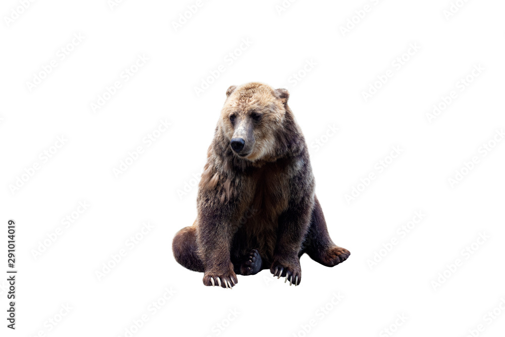 Obraz premium Brown bear (Ursus arctos) isolated on white background
