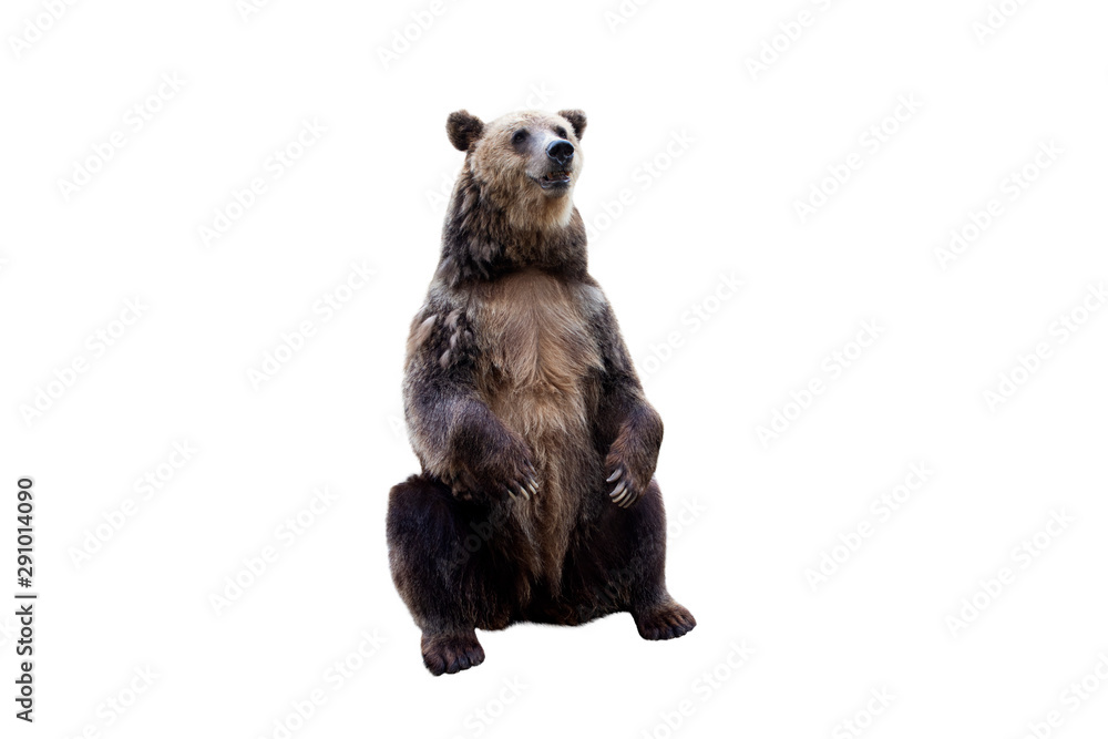 Fototapeta premium Brown bear waves his paw. Isolated white background.