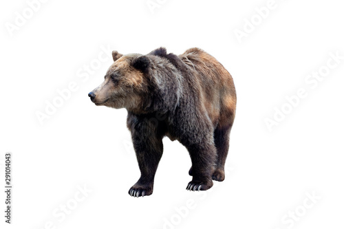 Brown bear  Ursus arctos  isolated on white background
