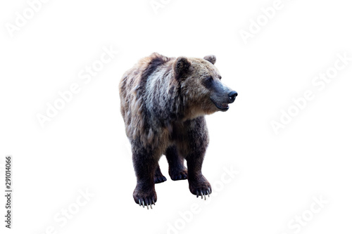 Brown bear  Ursus arctos  isolated on white background
