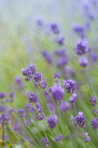Fototapeta Naklejka Na Ścianę i Meble -  Lavendel im Sommer