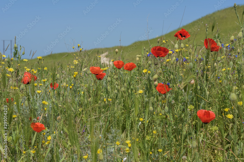 Naklejka premium Landscape nature- red poppy