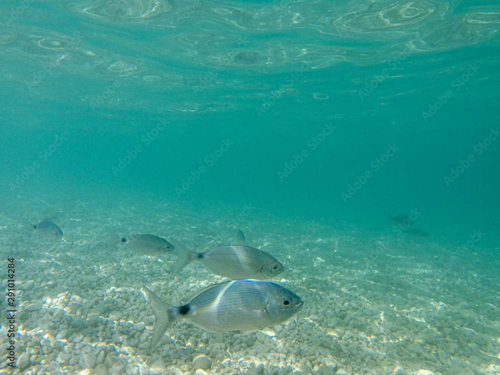 UNDERWATER view. Fishes in the turquoise clear water and white pebbles scattered off the seabed of the Antisamos bay, Kefalonia island, Ionian Sea, Greece. Natural background.