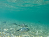 UNDERWATER view. Fishes in the turquoise clear water and white pebbles scattered off the seabed of the Antisamos bay, Kefalonia island, Ionian Sea, Greece. Natural background.