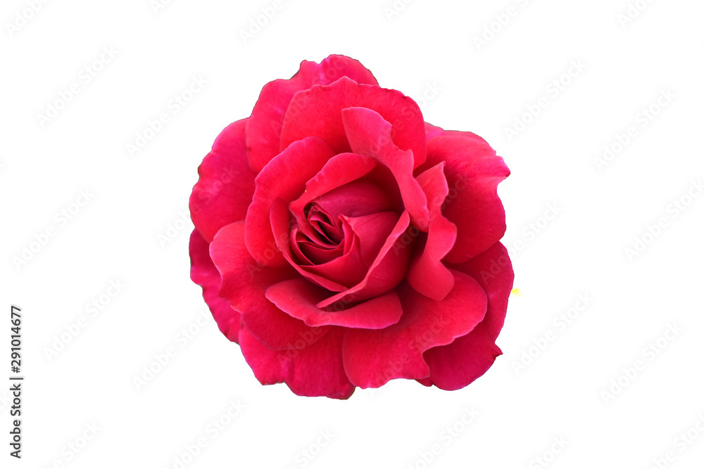 Red rose on a white background. Isolated flower. Red rose on a white background. Isolated flower.