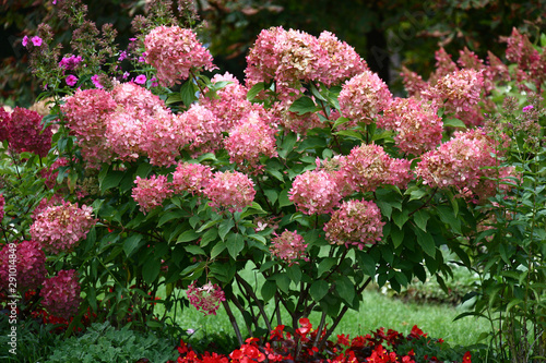 Obraz na płótnie Bush of a hydrangea paniculata during flowering are a garden ornament