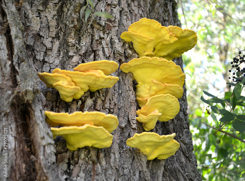 A colony of panty mushrooms sulfur-yellow (Laetiporus sulphureus (Bull.) Murrill) on the tree photo