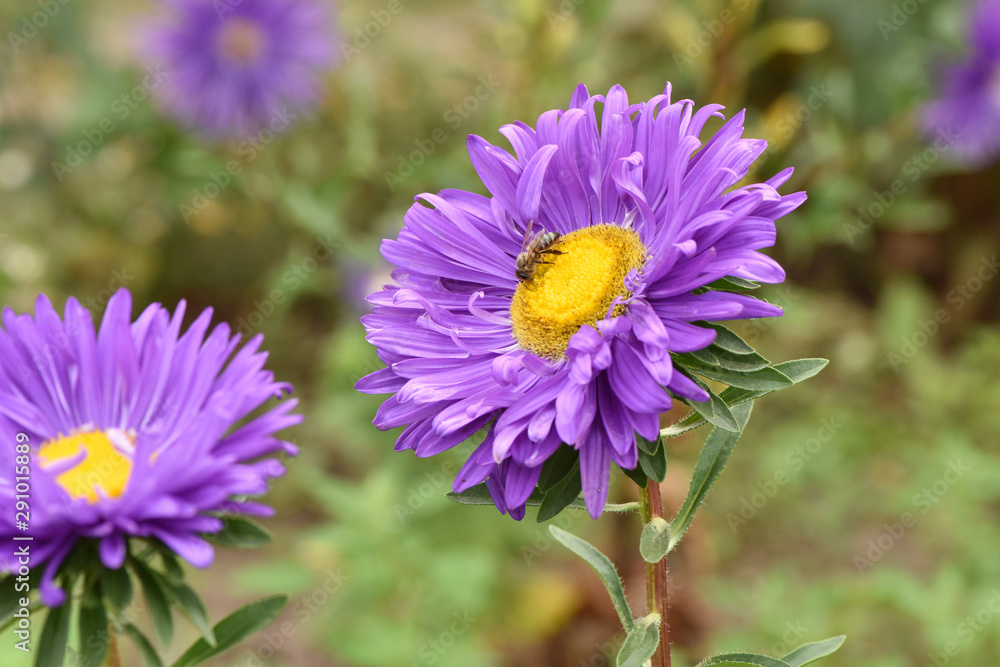 Obraz premium Asters bloom in the garden. Plant care. Beautiful flowers.