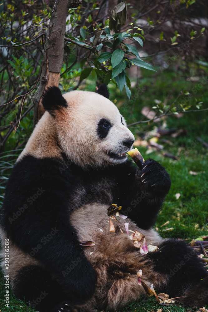 Naklejka premium Giant Panda