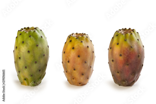 Prickly pear cactus (Opuntia ficus-indica) isolated on white