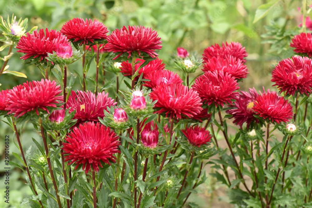 Asters bloom in the garden. Plant care. Beautiful flowers. Asters bloom in the garden. Plant care. Beautiful flowers.