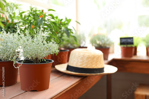 Fresh potted home plants and straw hat on wooden window sill, space for text