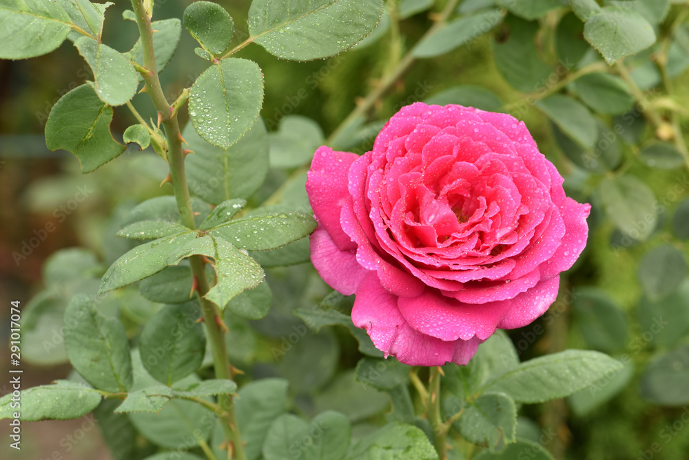 Red rose is blooming. Plant care. Beautiful flowers. Red rose is blooming. Plant care. Beautiful flowers.
