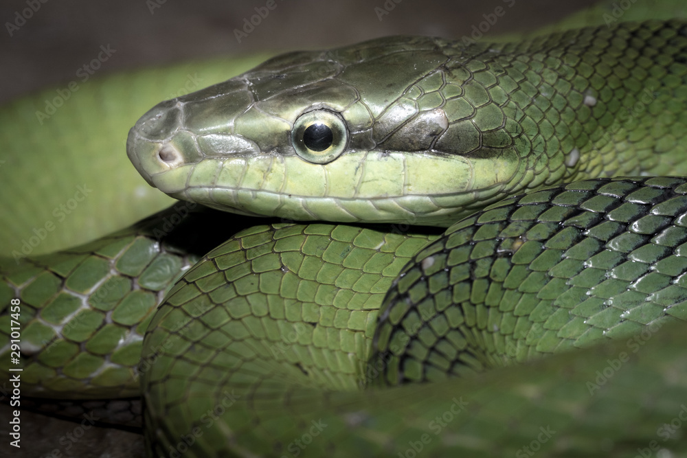 The snake The snake