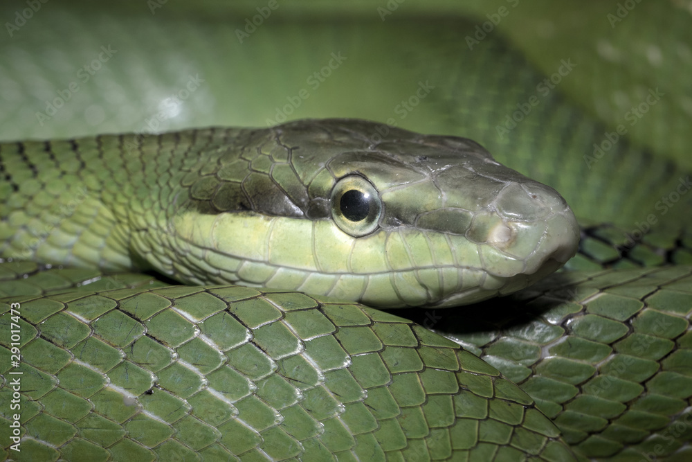 Fototapeta premium The snake