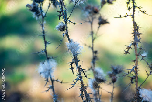 close-up of dried thistle flowers in the Fall