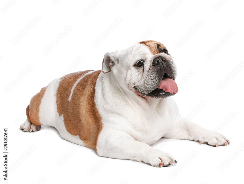 Adorable funny English bulldog on white background