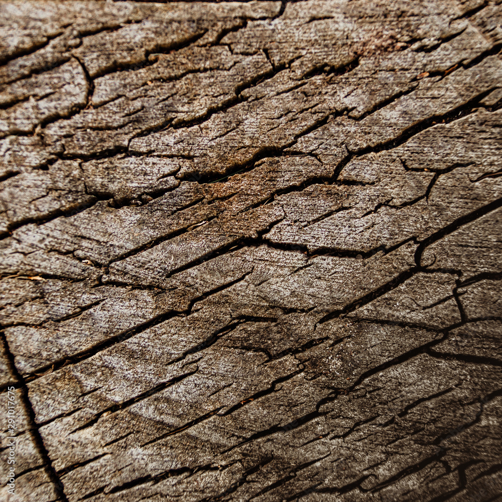 Abstract texture - a slice of wood. Old cracked tree cut. Grunge element. Abstract texture - a slice of wood. Old cracked tree cut. Grunge element.