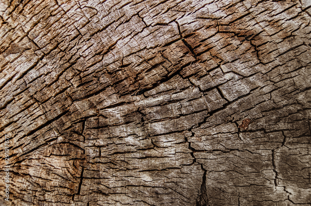 Abstract texture - a slice of wood. Old cracked tree cut. Grunge element. Abstract texture - a slice of wood. Old cracked tree cut. Grunge element.