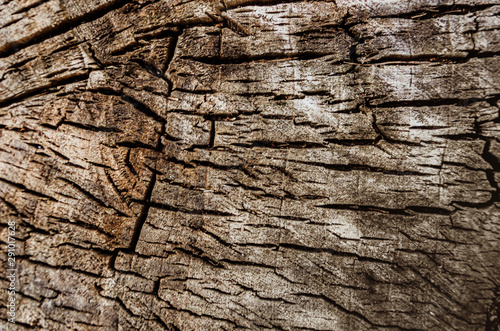 Abstract texture - a slice of wood. Old cracked tree cut. Grunge element.