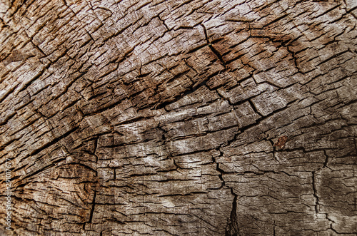 Abstract texture - a slice of wood. Old cracked tree cut. Grunge element.