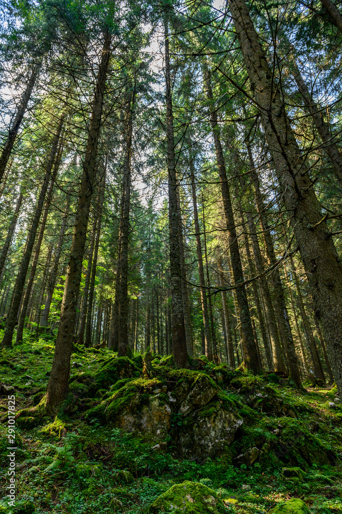 Pine forest with moss Pine forest with moss