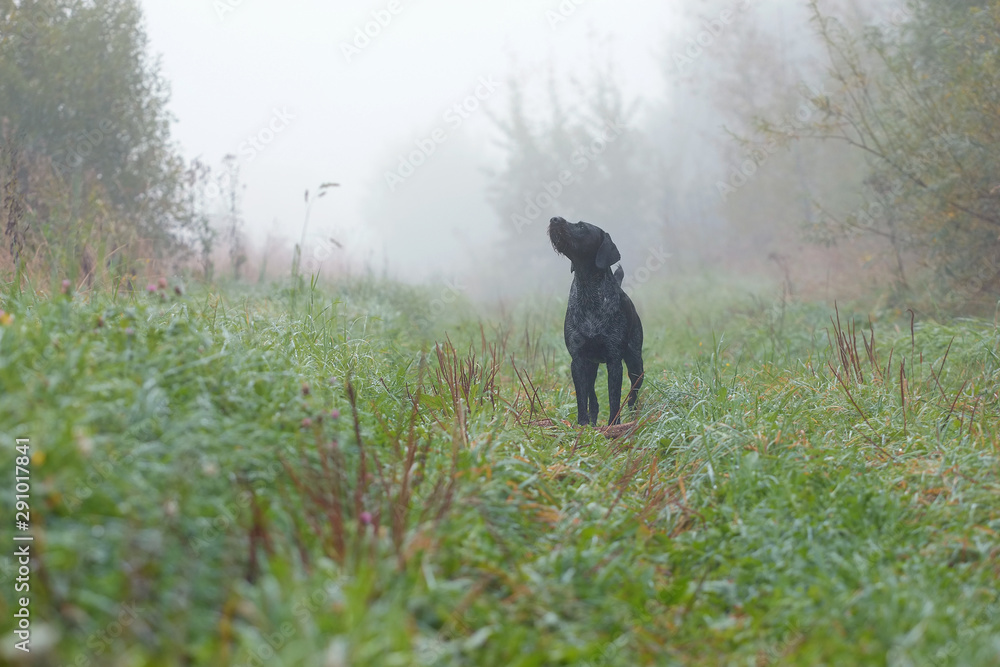 Hunting dog deutsch drahthaar in field Hunting dog deutsch drahthaar in field