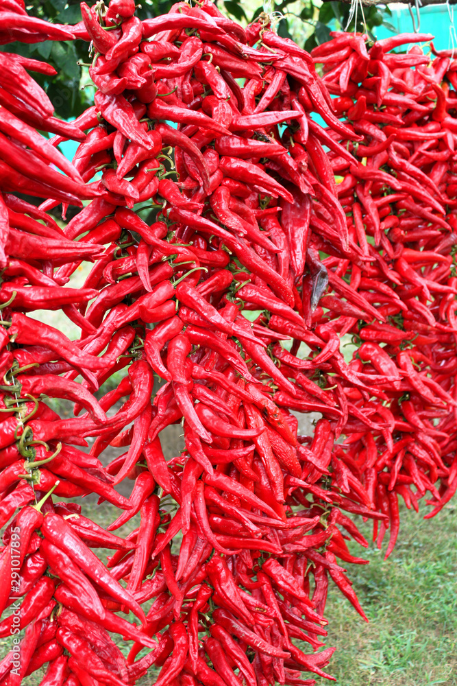 Naklejka premium Dry ripe red pepper outdoors.The local variety of hot pepper from which they get seasoning - adjika. Abkhazia