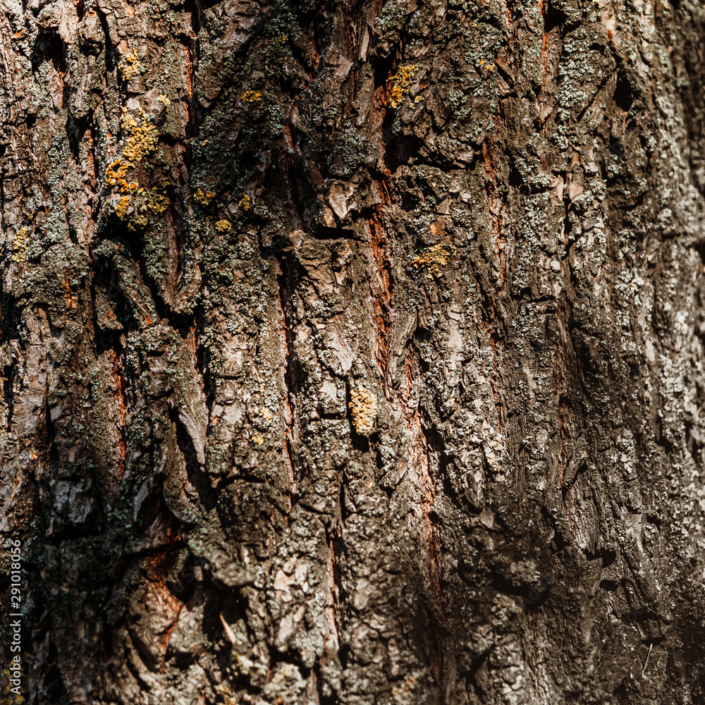 Abstract texture - tree bark. Tree bark in the forest in natural sunlight. Abstract texture - tree bark. Tree bark in the forest in natural sunlight.