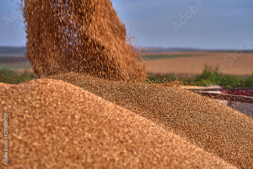Close up view of combine harvester pouring a tractor-trailer with sorghum during harvesting. Harvest season sorghum in summer. photo
