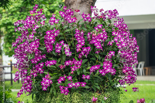 Fototapeta Naklejka Na Ścianę i Meble -  Dendrobium orchid hybrids in the garden.Selective focus beautiful purple orchid.