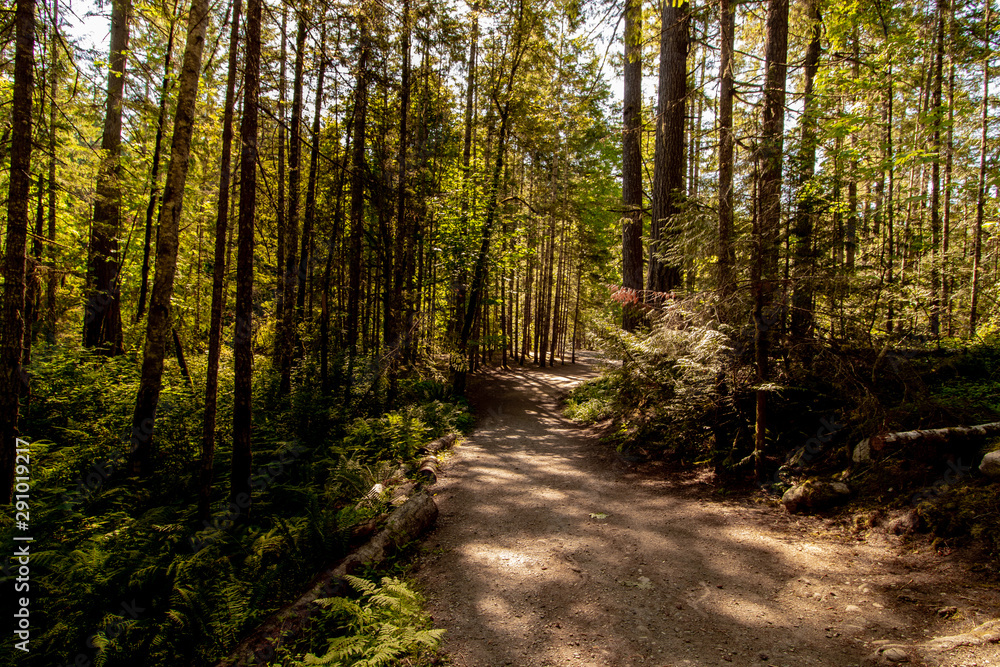 Fototapeta premium Thick forest path on the way to Englishman river falls, Vancouver Island, BC