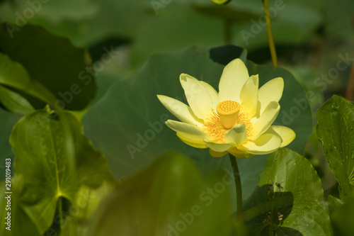 yellow water lily in pond