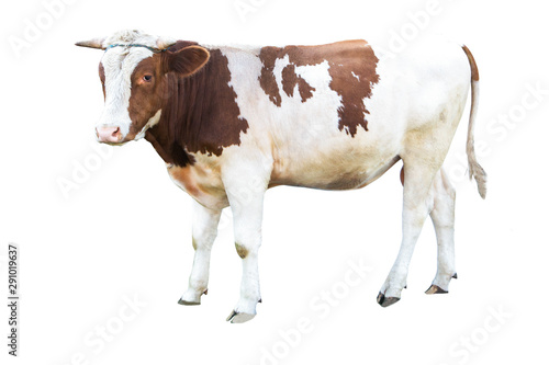 huge strong beautiful bull on a white background on a farm  farm animal  big bull