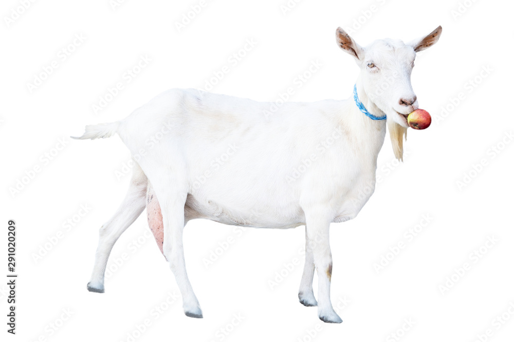 funny beautiful snow-white goat with a beard on a white background on a farm, farm animal, beautiful goat funny beautiful snow-white goat with a beard on a white background on a farm, farm animal, beautiful goat