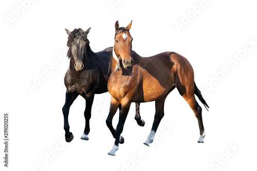 two beautiful strong young horses black and brown isolated on a white background on a farm  farm animal  wonderful horses
