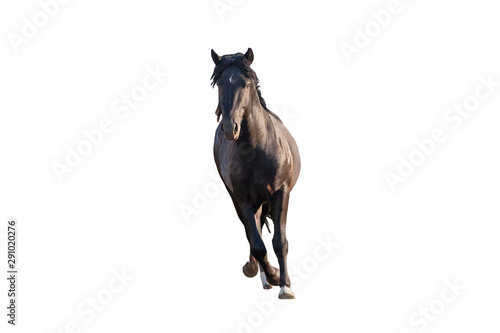 black beautiful young strong racehorse galloping she is isolated on a white background, farm animal, horse on a white background © Dmytro