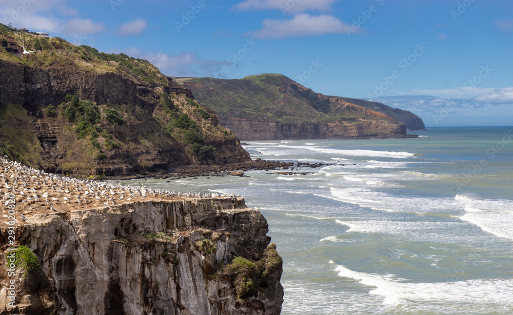 Gannet colony at Muriwai beach, New Zealand Gannet colony at Muriwai beach, New Zealand