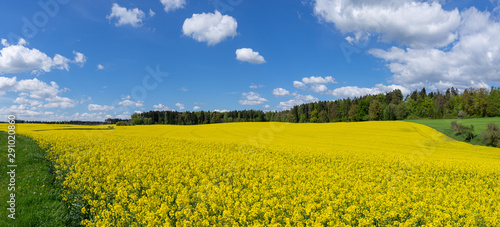 Von Wiesen und Wald umgebenes, großes, gelb blühendes Rapsfeld - Panorama