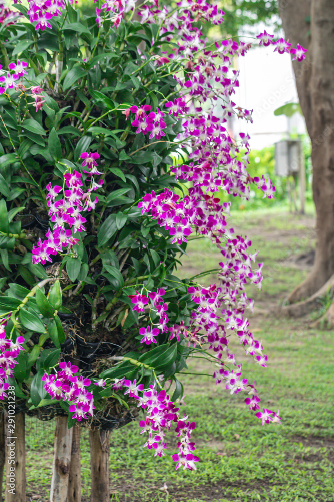 Dendrobium orchid hybrids in the garden.Selective focus beautiful purple orchid. Dendrobium orchid hybrids in the garden.Selective focus beautiful purple orchid.
