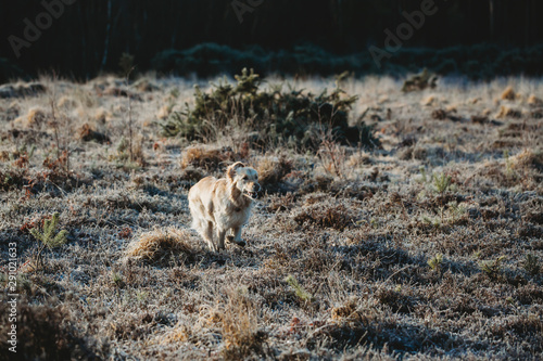 Golden Retriever dog running on heathland