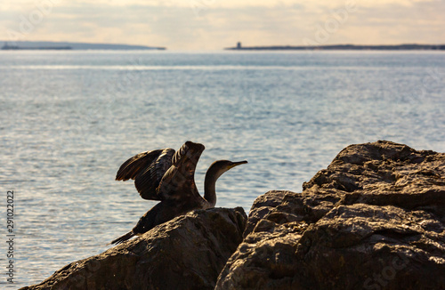 Double-crested Cormorant flying in Ibiza Mediterranean sea photo